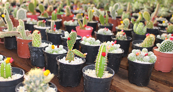 Imagem da galeria de fotos da Floricultura e viveiro Barreiras Garden