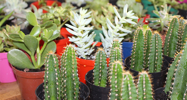 Imagem da galeria de fotos da Floricultura e viveiro Barreiras Garden