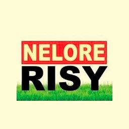 Logotipo da Nelore Risy (Compra e venda de gado nelore em Guanambi - BA)